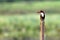 White-throated Kingfisher