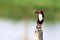 White-throated Kingfisher