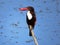White throated kingfisher