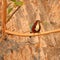 White throated kingfisher bird, natural, nature, wallpaper