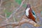 White throated kingfisher bird, natural, nature, wallpaper