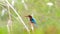 White-throated Kingfisher on branch in nature.