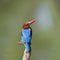 White-throated kingfisher common resident bird of Thailand which could be find in mangrove forest