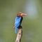 White-throated kingfisher common resident bird of Thailand which could be find in mangrove forest