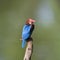 White-throated kingfisher common resident bird of Thailand which could be find in mangrove forest