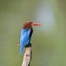 White-throated kingfisher common resident bird of Thailand which could be find in mangrove forest