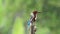 White throated kingfisher feeding