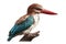 White-throated Kingfisher, Halcyon cristatus, in front of white background AI Generated animal ai