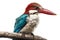 White-throated Kingfisher, Halcyon cristatus, in front of white background generative AI animal ai