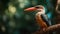 White-throated Kingfisher (Halcyon smithi)