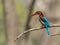 White Throated kingfisher - Halcyon smyrnensis