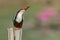 White-throated Kingfisher(Halcyon smyrnensis)