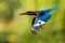 White-throated Kingfisher Halcyon smyrnensis on the branch, also known as the white-breasted kingfisher,  tree kingfisher