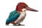 White-throated Kingfisher, Halcyon smyrnensis, in front of white background Generative AI animal ai