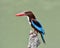 White-throated Kingfisher (Halcyon smyrnensis) the puffy brown a