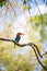 White throated kingfisher restin on a branch with a bright, warm