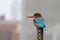 White-Throated Kingfisher sitting on angled iron pole.