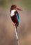White-throated Kingfisher on the tree branch.