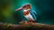 The White throated Kingfishers Serene Encounter