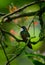 White-throated Mountain-gem - Lampornis castaneoventris hummingbird, breeds in the mountains of Panama, replaced in southern Costa