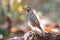 White-throated Rock Thrush Monticola gularis Beautiful Female Birds of Thailand