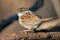 White-Throated Sparrow