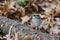 White-throated Sparrow