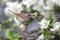 White-throated Sparrow With Apple Blossoms