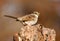 White-throated Sparrow (Zonotrichia albicollis)