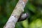 White-throated Treecreeper in Queensland Australia