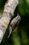 White-throated Treecreeper in Queensland Australia