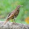 White Thrush