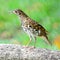 White Thrush