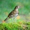 White Thrush