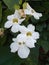 White thumbergia flowers vine