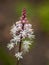 White Tiarella Flower Close Up