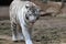 White Tiger