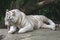 White tiger