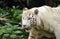 White tiger