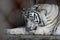 White tiger animals cat zoo