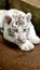 White tiger baby cub in zoo