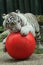 White tiger with ball