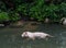 White tiger bathing with fishes