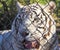 A White Tiger Behind a Chain Link Fence