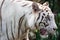 A white tiger or bengal tiger standing and staring at food