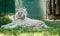 White tiger cleaning his fur