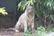 A White Tiger at a corner with a surprised shocked look