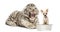 White tiger cub screaming at a Chihuahua puppy, isolated