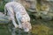 White Tiger Drinking Water at the Lake in Singapore Zoo