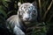 White tiger. Free wild tiger in natural habitat in the forest. Proud look. Strength and power of a wild beast. Noble